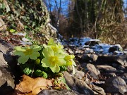 10 Primule in fiore